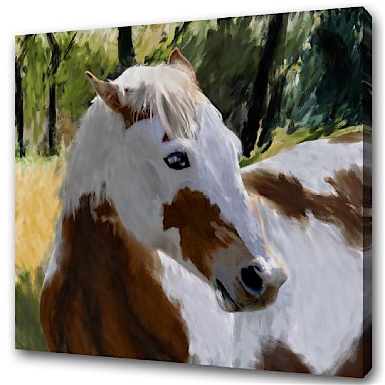 vat Oneffenheden Notebook Schilderij Pinto het paard - Te koop | Kunst voor in huis
