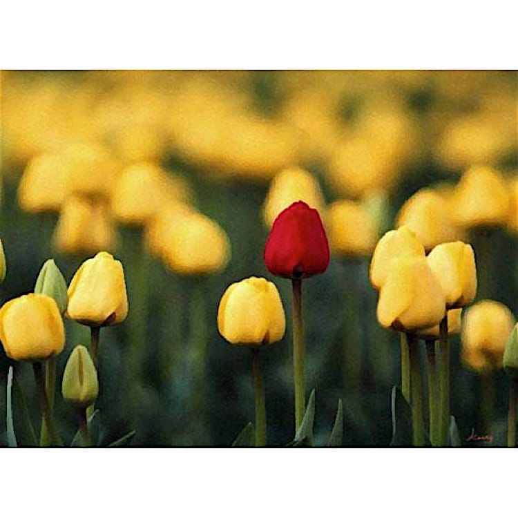 Bloemen schilderij eenzame tulp - Kopen foto 1