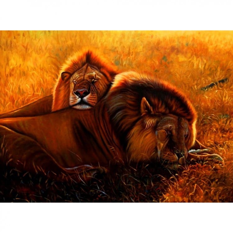 Dieren Schilderij - twee slapende leeuwen - Kopen foto 1