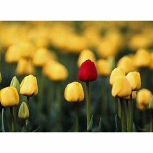 Bloemen schilderij eenzame tulp - Kopen foto 1
