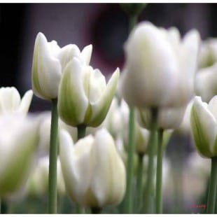 Olieverf schilderij Witte Tulpen foto 1