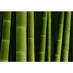 Olieverf schilderij Bamboe groen foto 1