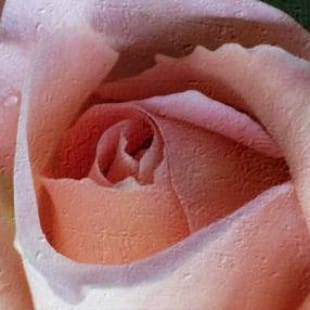 Olieverf schilderij Roze rozenhart foto 1